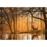Puzzle Peace 500 – Šumivé ticho