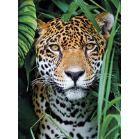 Puzzle 500 – Jaguár v džungli