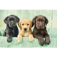Puzzle 1000 - Labradoři