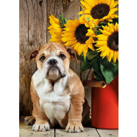 Puzzle 1000 bulldog
