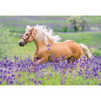 Puzzle 2x24 - Kone