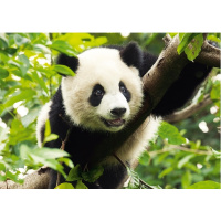 Puzzle 500 - Panda