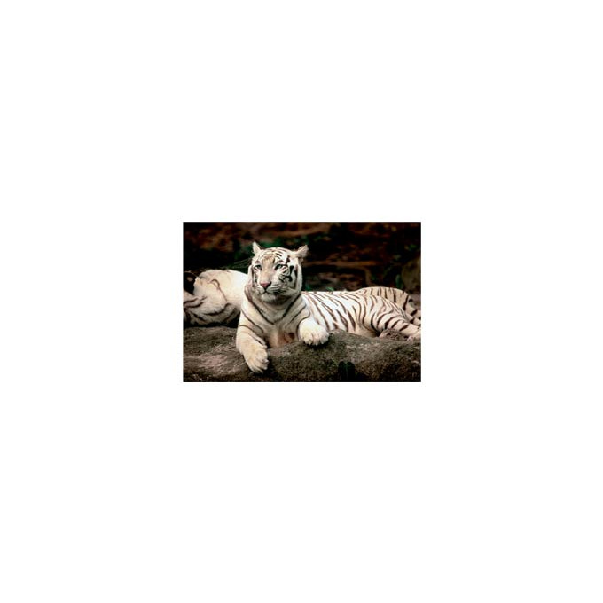 Puzzle Bengálský tygr 1500 ks