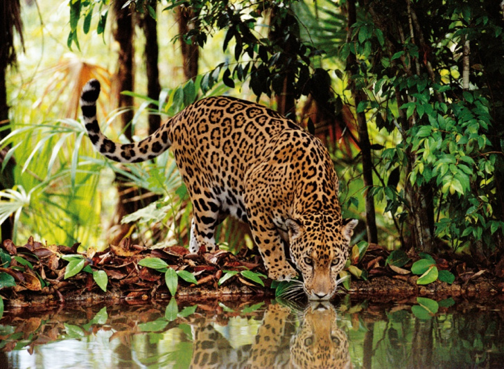 Puzzle 2000 - Leopard