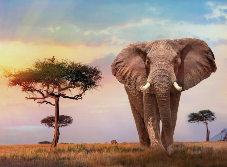 Puzzle 500 – Africký západ slunce