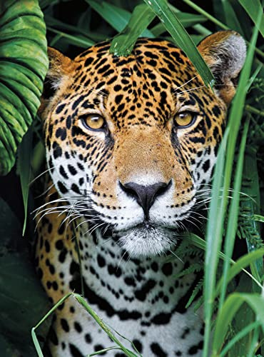 Puzzle 500 – Jaguár v džungli