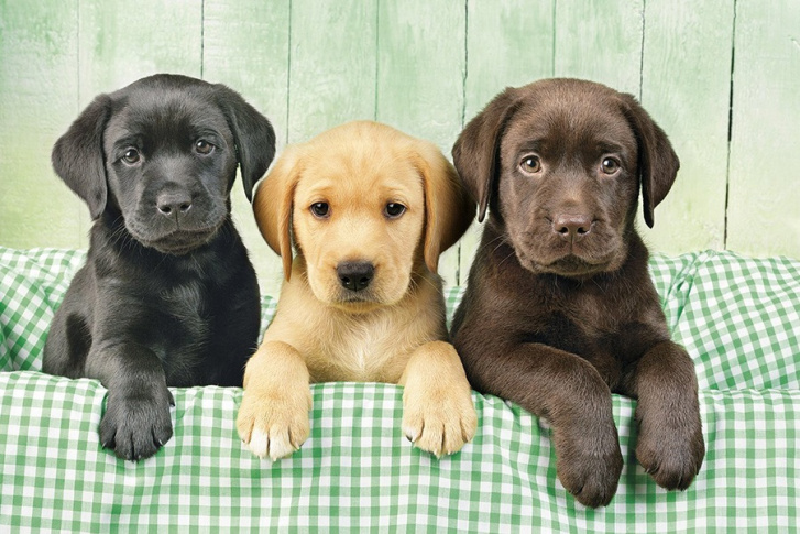 Puzzle 1000 - Labradoři