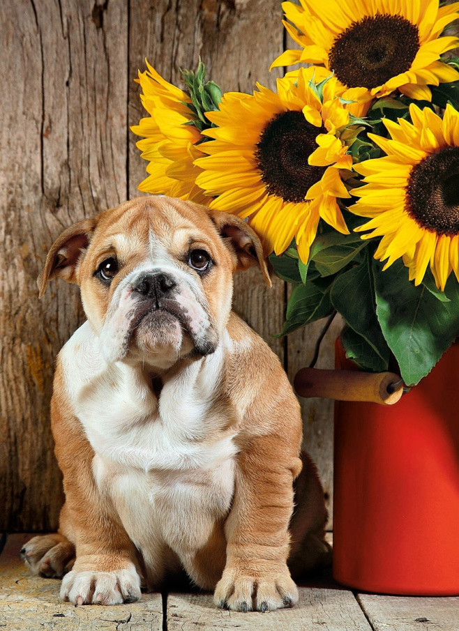 Puzzle 1000 bulldog