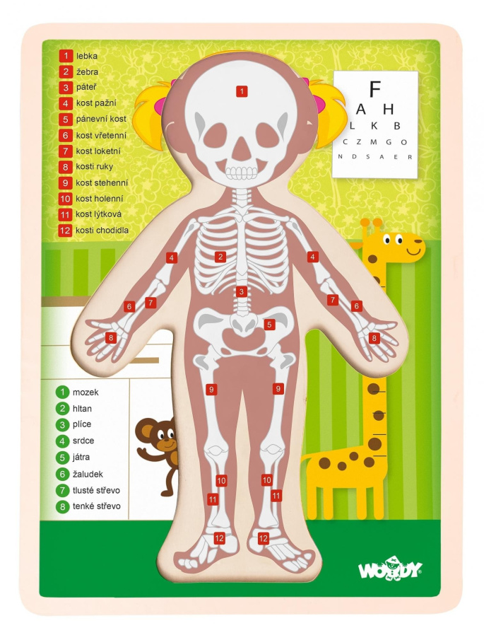 Puzzle – Lidské tělo děvče