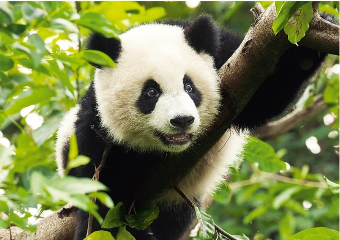 Puzzle 500 - Panda